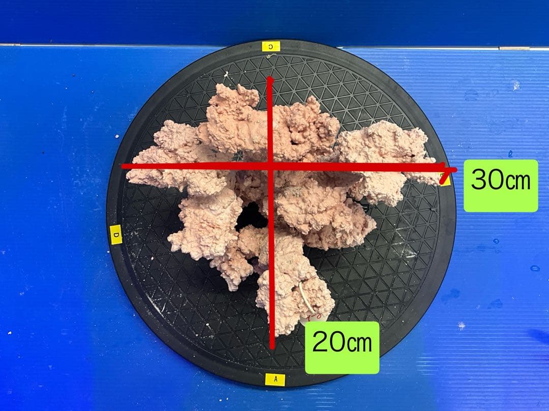 人工ライブロック. No.9-8 無害化処理済