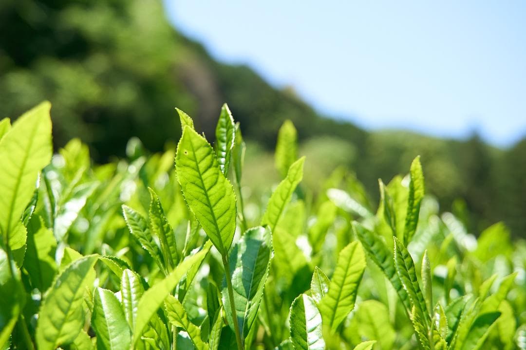 【3缶セット】京都和束町産のオーガニック抹茶缶（シングルオリジン）