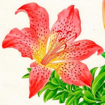 【絵画】ボタニカルアート「はまゆり」　原画
