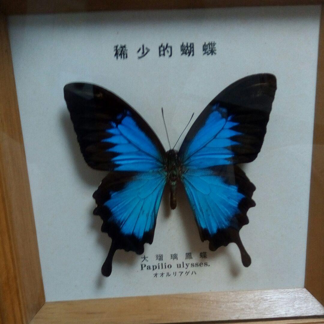 オオルリアゲハ 標本