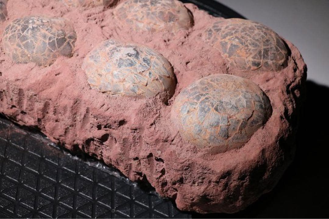 ☆クリスマス特価☆ 赤字☆【入手困難】博物館クラス ハドロサウルスの卵の巣8個