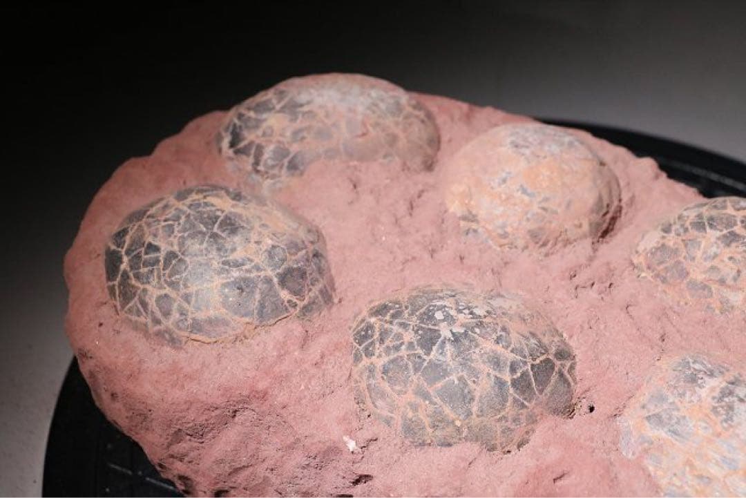 ☆クリスマス特価☆ 赤字☆【入手困難】博物館クラス ハドロサウルスの卵の巣8個