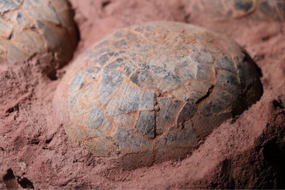 ☆クリスマス特価☆ 赤字☆【入手困難】博物館クラス ハドロサウルスの卵の巣8個