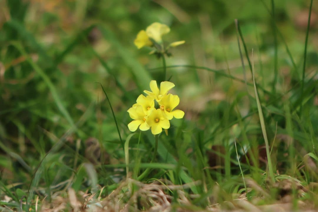 レンズ(ズーム) EF70-200f2.8L USM
