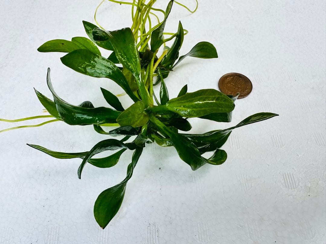 水草　エキノドルス・サターン　2株　30cm 鮮やかなグリーン
