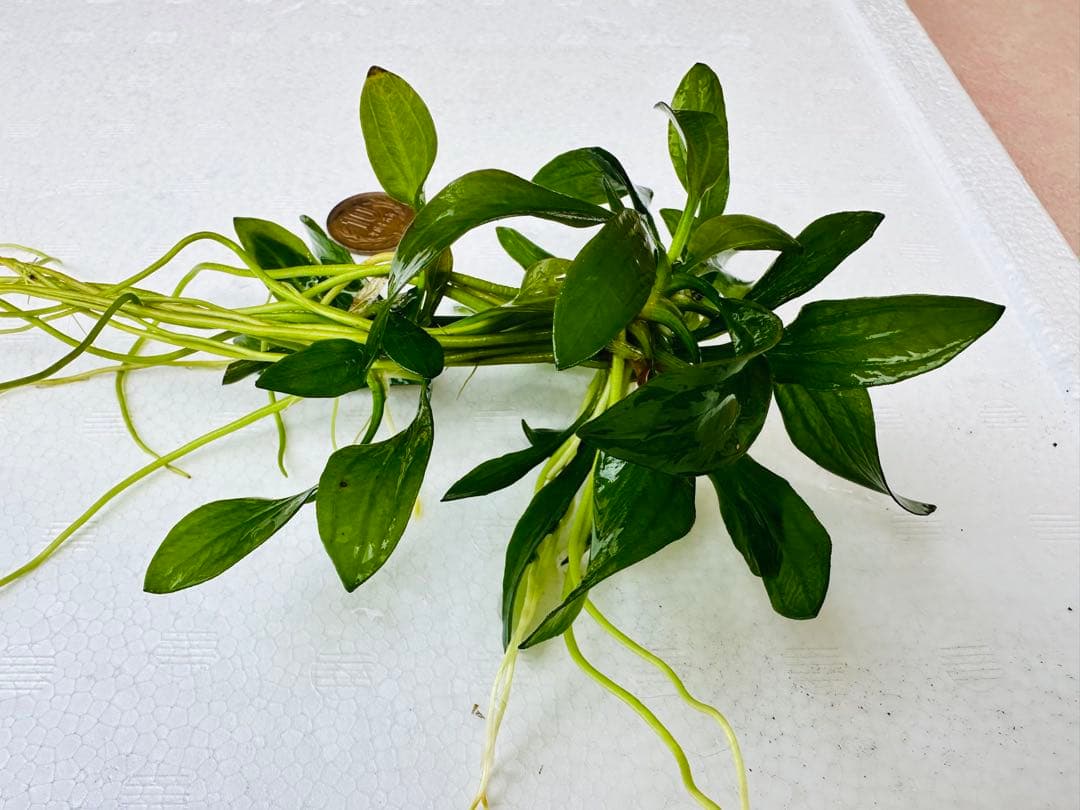 水草　エキノドルス・サターン　2株　30cm 鮮やかなグリーン