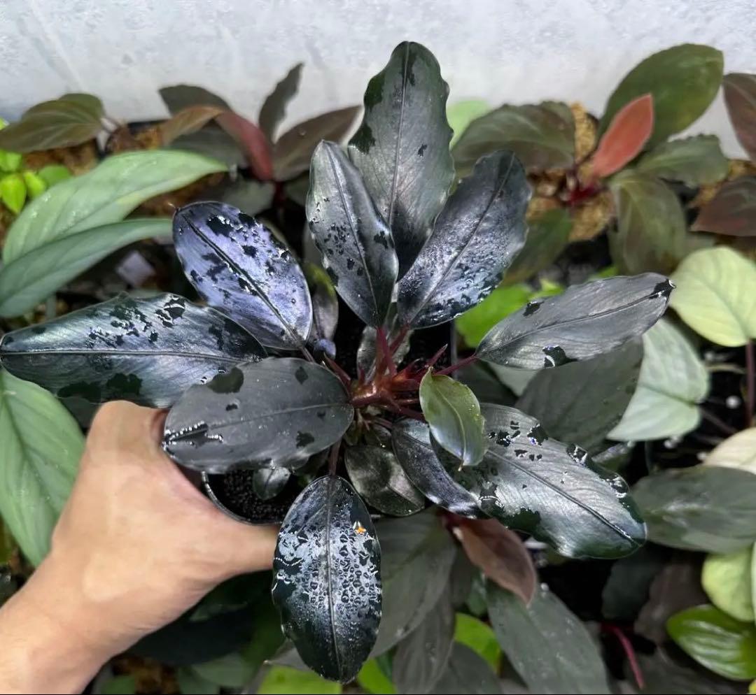 水草 Bucephalandra sp. \"Super dark blue\"