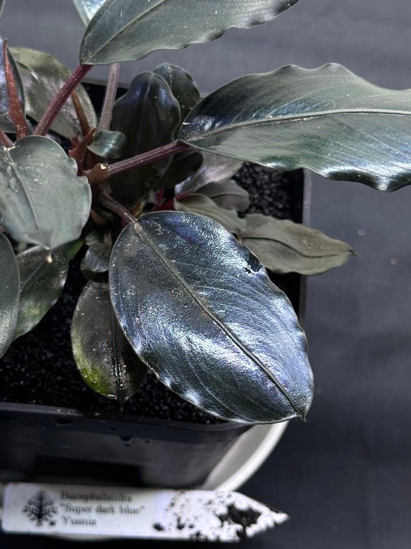 水草 Bucephalandra sp. \"Super dark blue\"