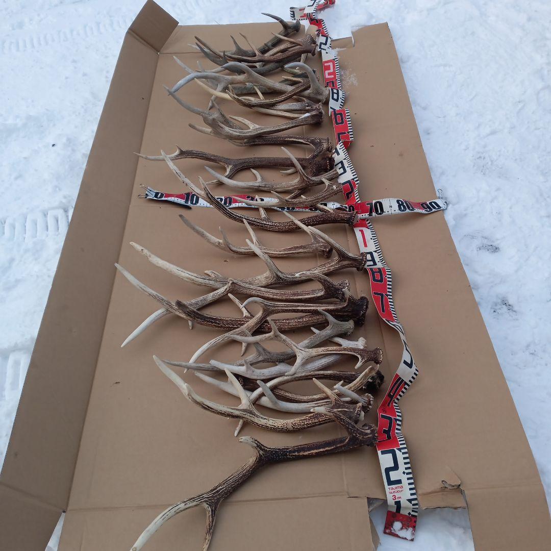 鹿の角 犬おもちゃ 工芸品などにどうぞ ２４番