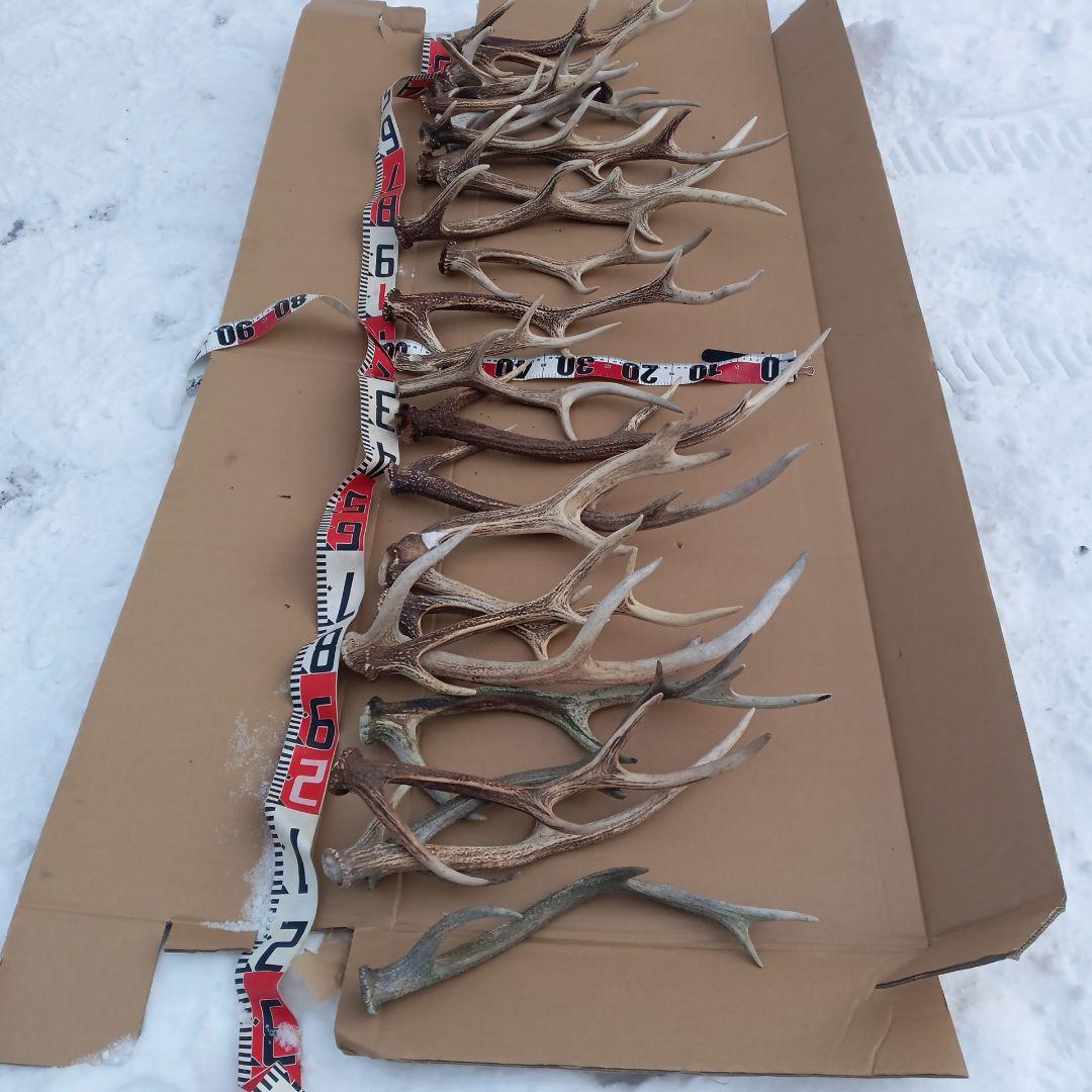 鹿の角 犬おもちゃ 工芸品などにどうぞ ２４番