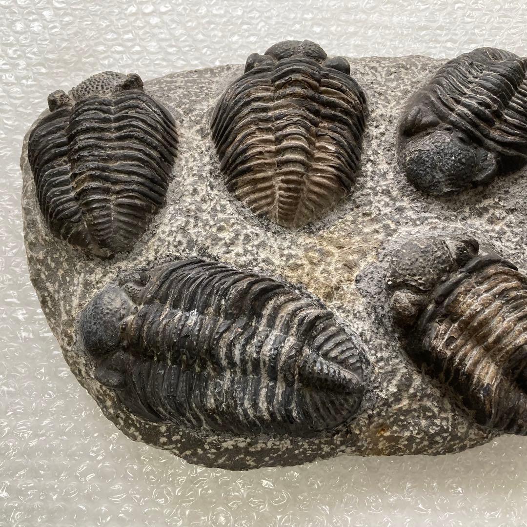 三葉虫 化石 生物 岩石 鑑賞 研究 6体 大型 コレクション レア希少 レトロ