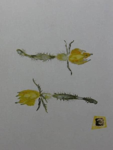 片岡鶴太郎、【きゅうりの花】、希少画集・額装画、新品・日本製額縁付