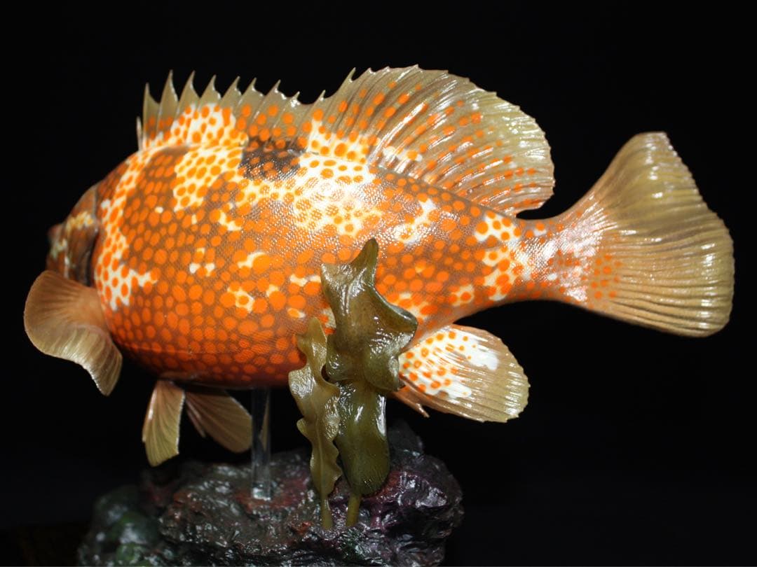 D*l様 キジハタ　フィギュア　魚寸30cm