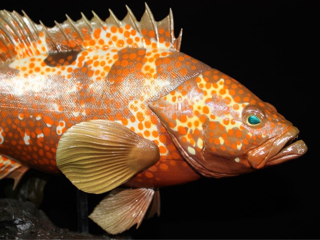 D*l様 キジハタ　フィギュア　魚寸30cm