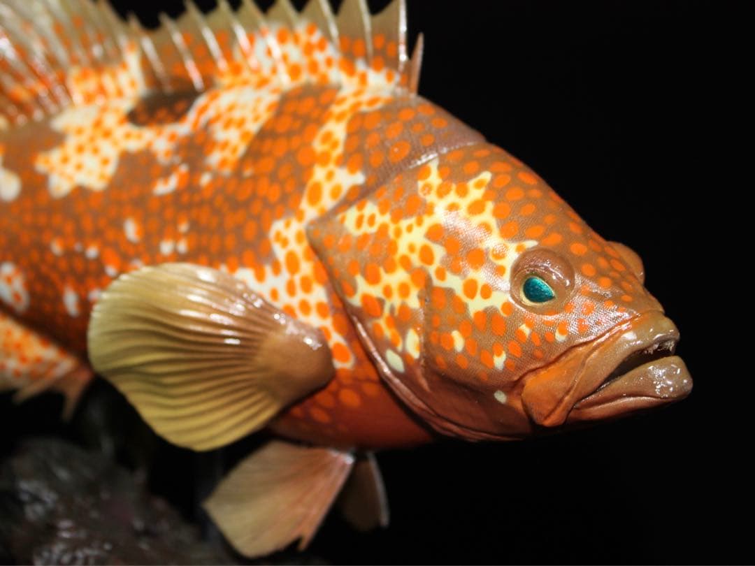 D*l様 キジハタ　フィギュア　魚寸30cm