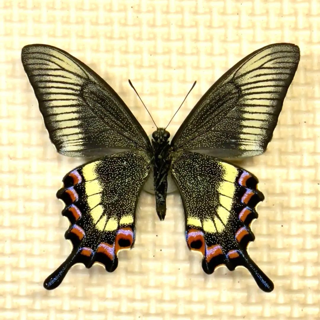 蝶標本　北海道産　極美麗ミヤマカラスアゲハ♂ 飼育品　完品　⭐️マイコレに‼️