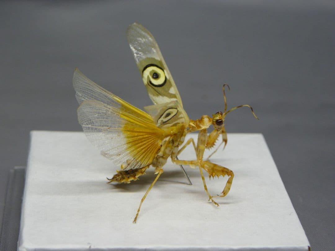 アフリカメダマカマキリ　ペア　立体標本