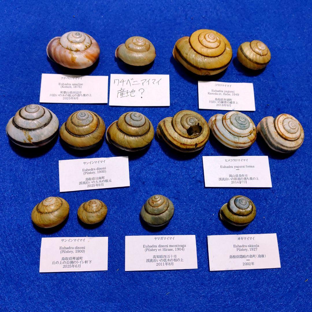 クチベニマイマイ　カタツムリ　マイマイ　貝殻　標本