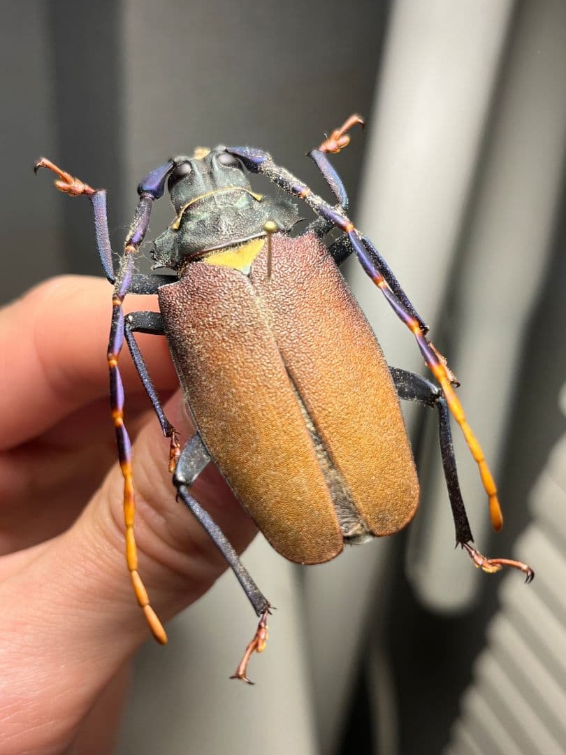 【53mm】ルリヒゲノコギリカミキリ 標本ナンベイオオタガメ ハナムグリカナブン