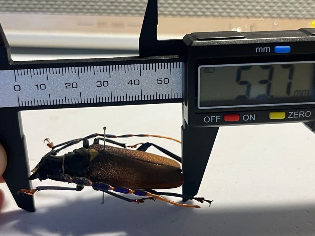 【53mm】ルリヒゲノコギリカミキリ 標本ナンベイオオタガメ ハナムグリカナブン
