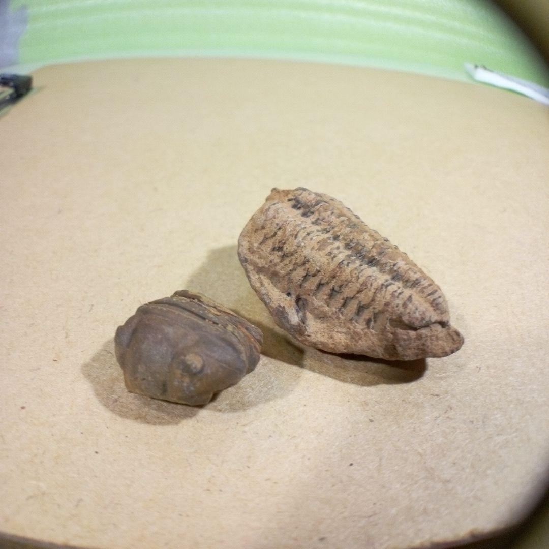 三葉虫　化石　fossil　ボリビア産　レア　Fossil判別②