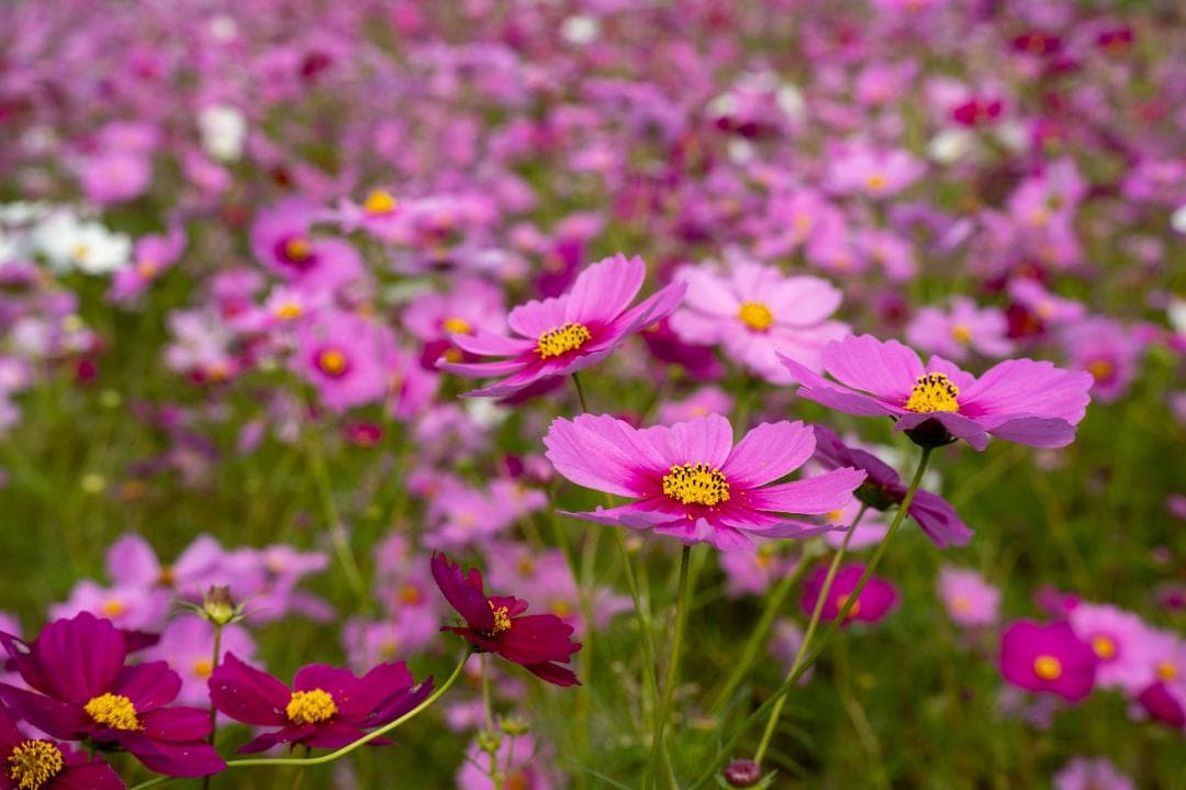 レンズ(ズーム) TAMRON 50-300mm F4.5-6.3 Di III VC VXD