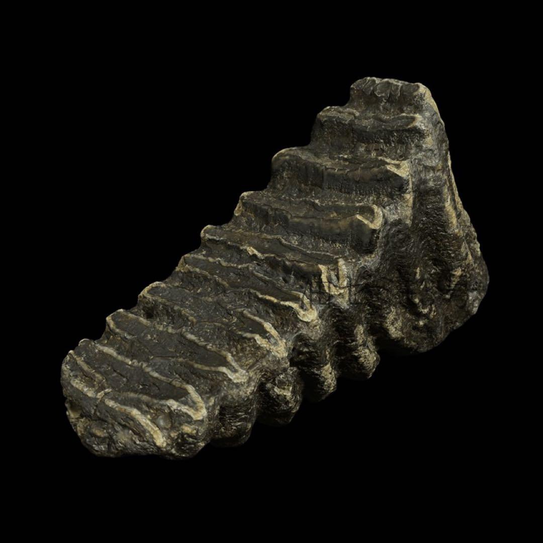 ナウマンゾウ　臼歯　化石　コレクション　標本