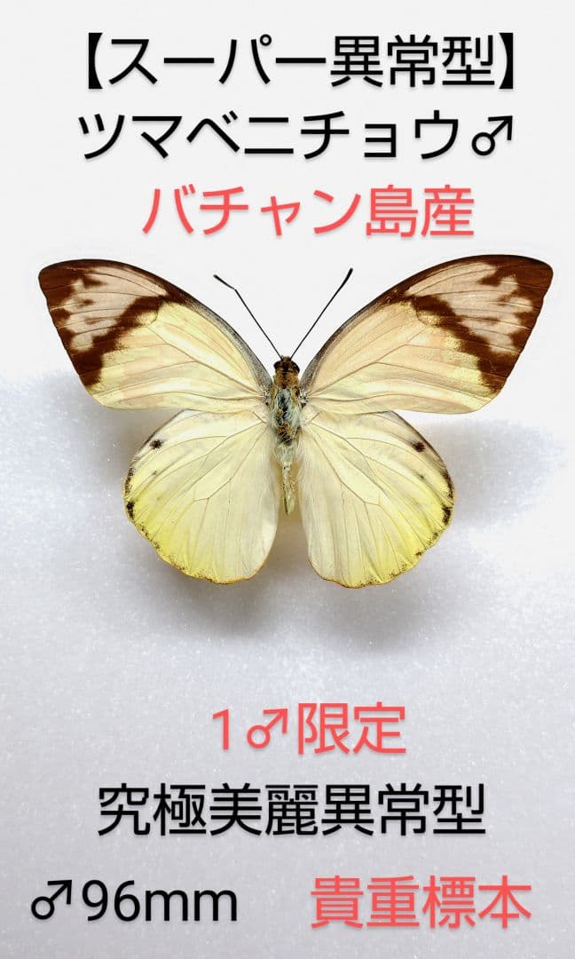 【スーパー異常型】ツマベニチョウ♂標本★バチャン島★野外品ツマ紅→桃色美麗