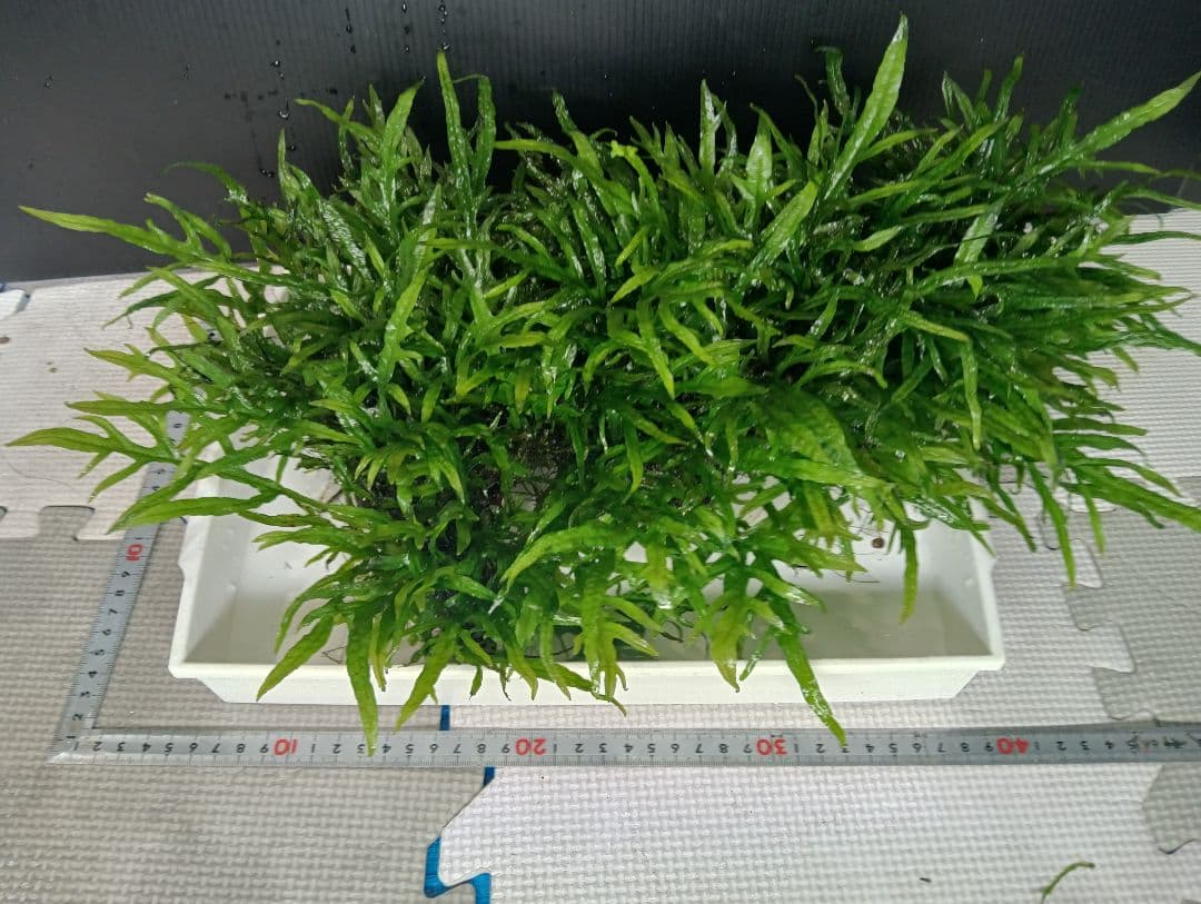 特大　ミクロソリウムsp.パプアニューギニア流木活着