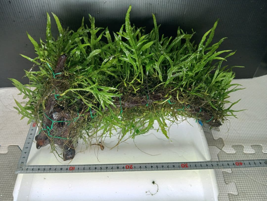 特大　ミクロソリウムsp.パプアニューギニア流木活着