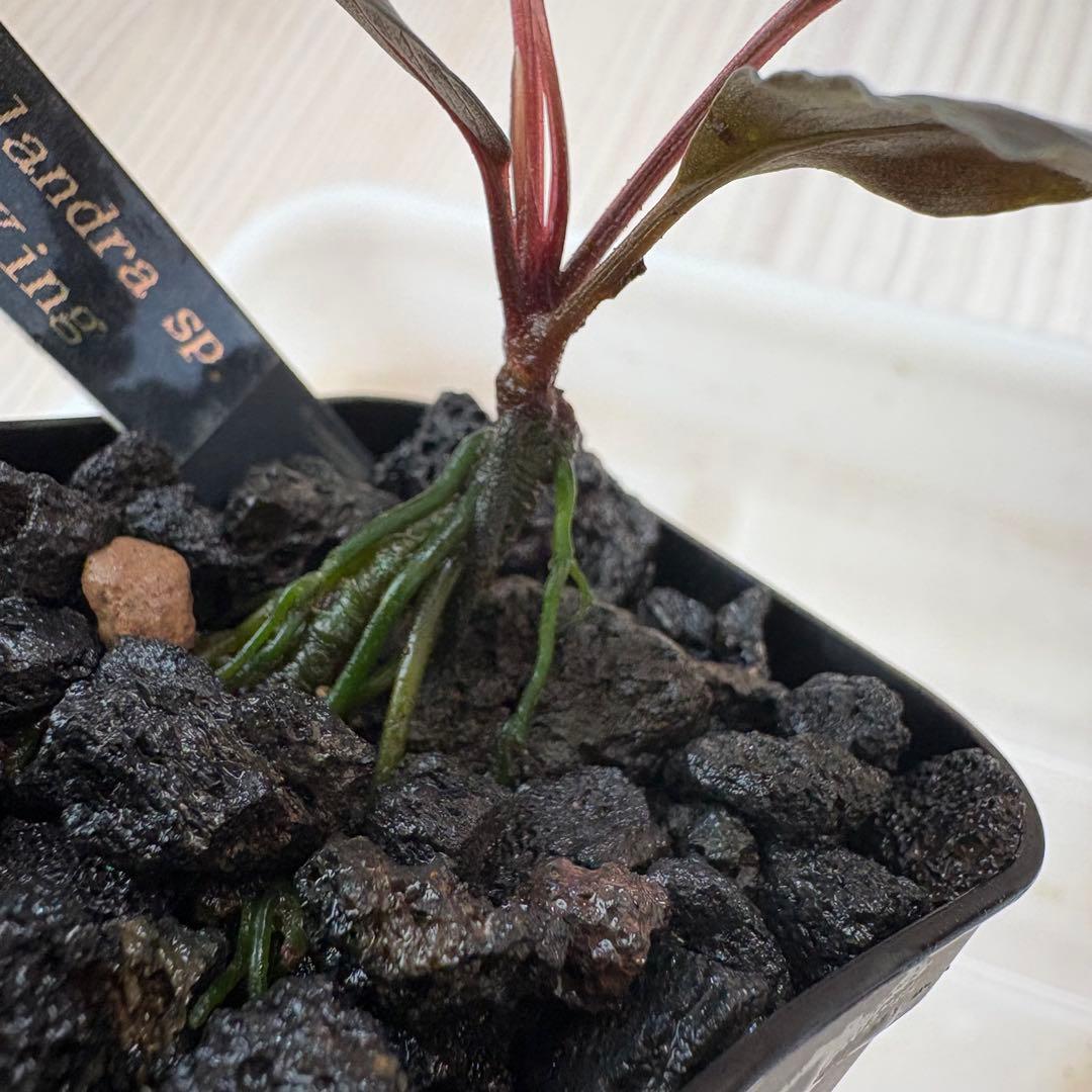 【きえぴ】ブセファランドラ 3種　水上葉　タグ付き