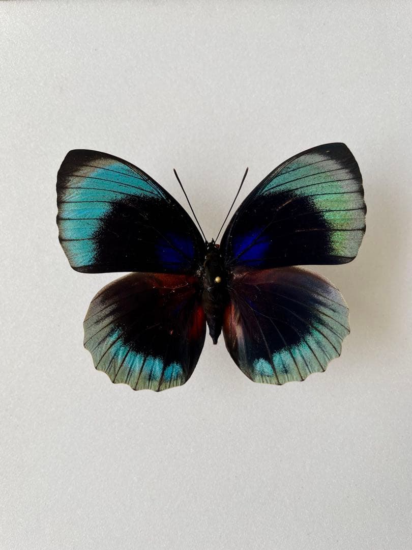 アグリアス・ベアティフィカ（1オス、ペルー産）