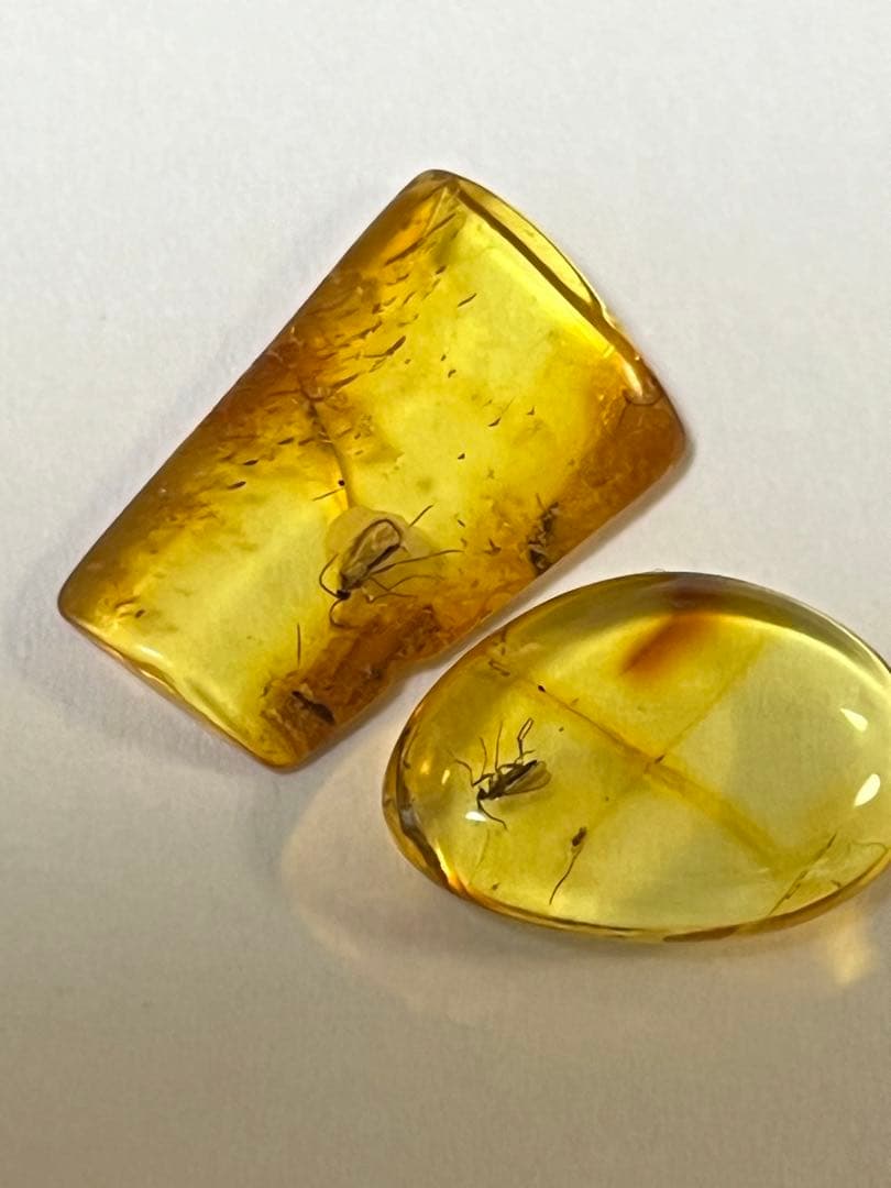 バルト海産　虫入り琥珀　12個セット　全て虫入り　本物保証　良いコンディション