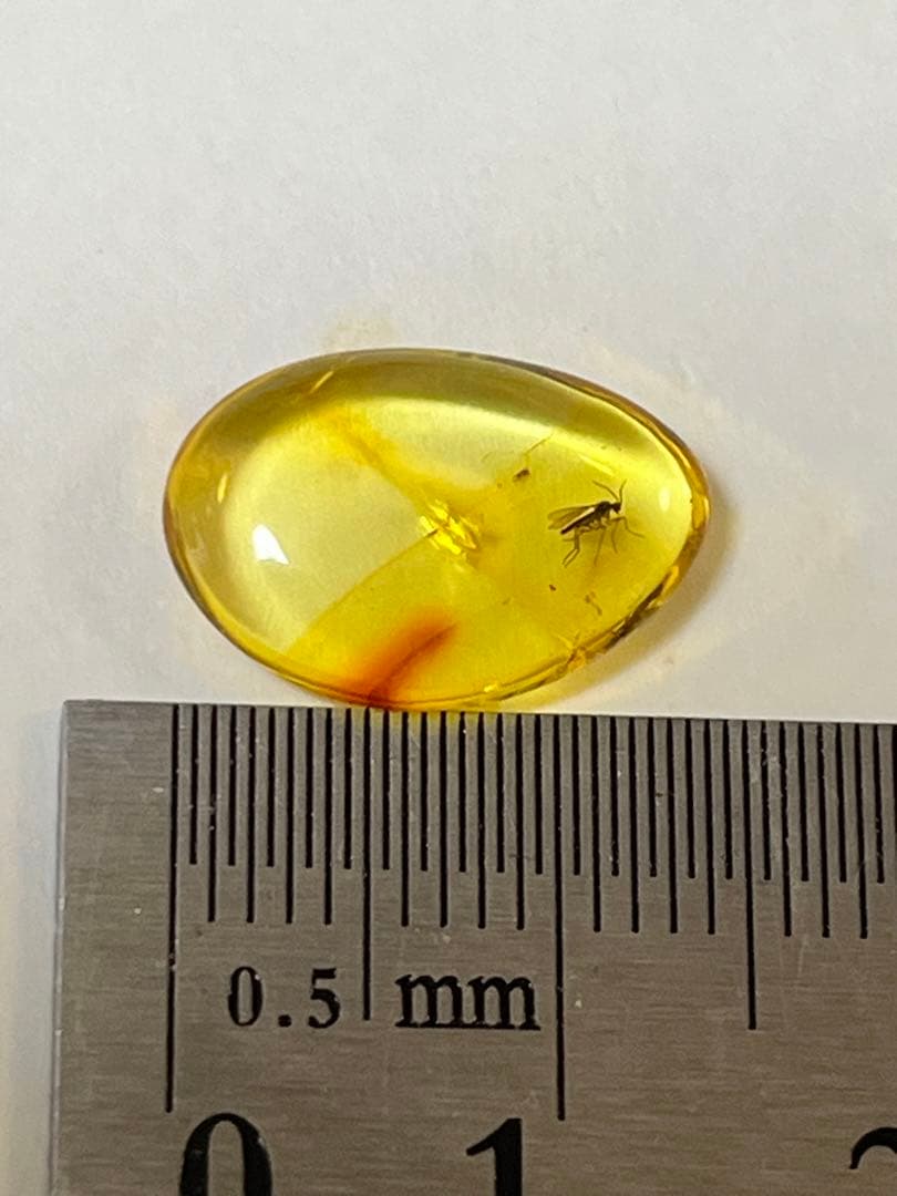 バルト海産　虫入り琥珀　12個セット　全て虫入り　本物保証　良いコンディション