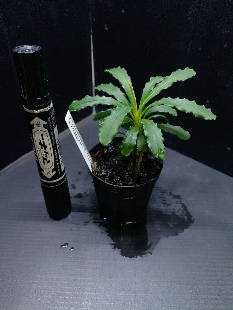 ブセファランドラ バライカランガン TB便