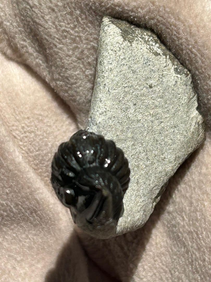 三葉虫モロッコ産④ゲラストスGerastos？化石 デボン紀