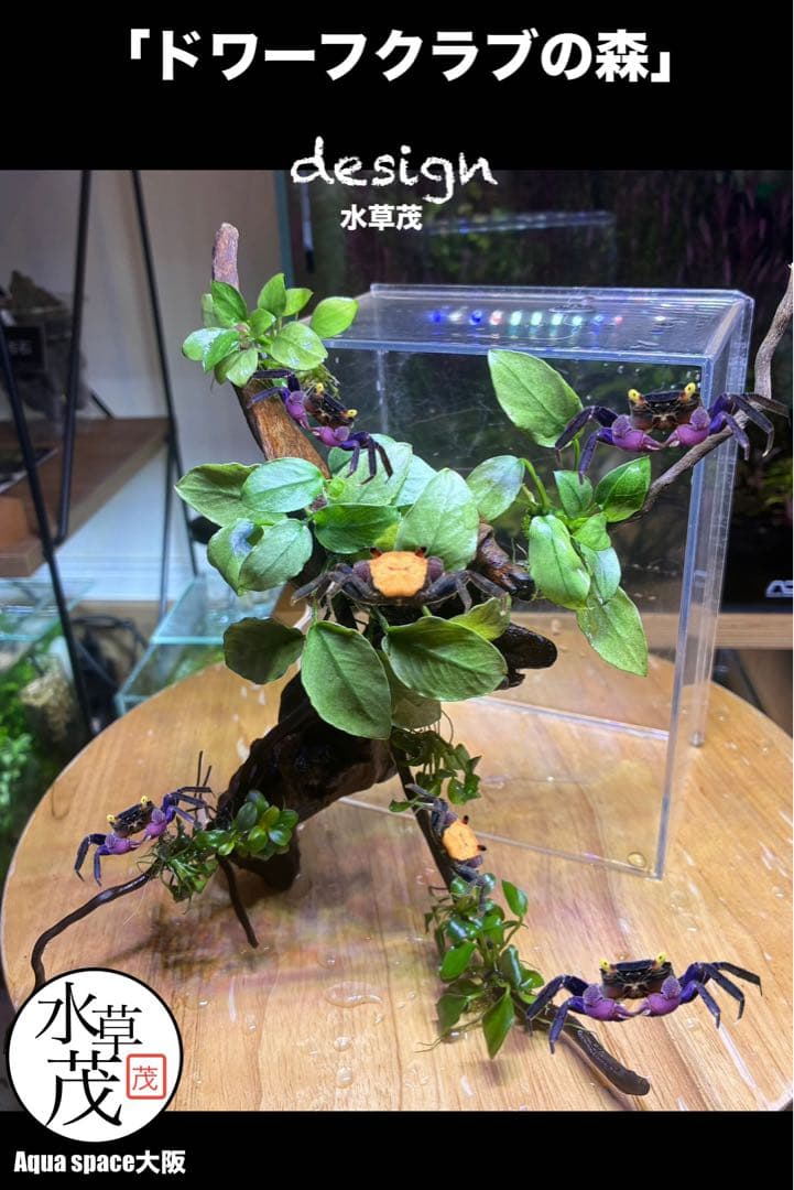 水草茂「かまきり様オーダー用」