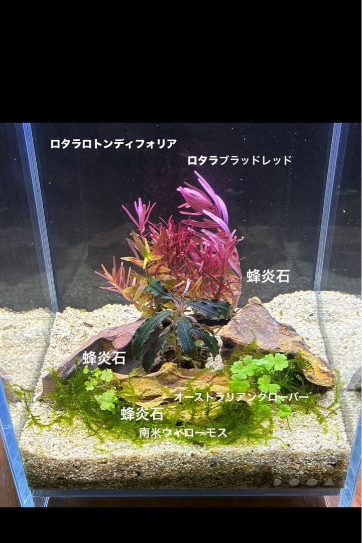 水草茂「かまきり様オーダー用」