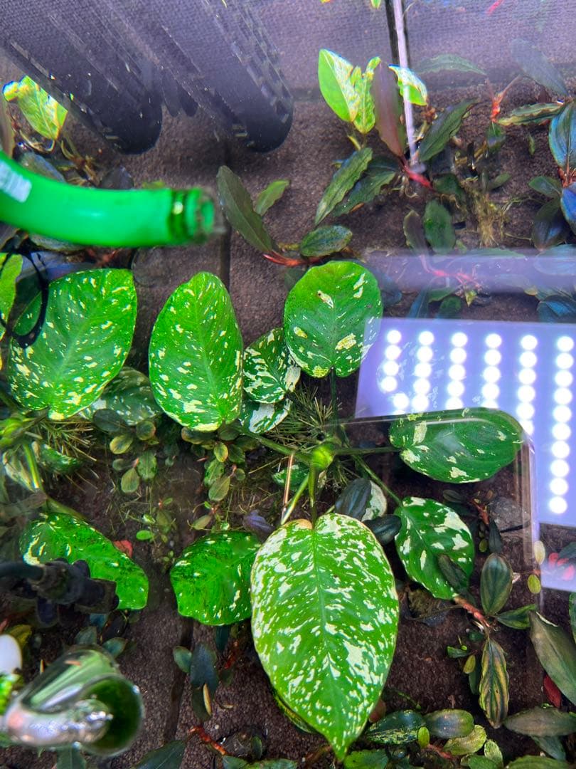 アヌビアスナナ　斑入りキング Anubias Variegated King