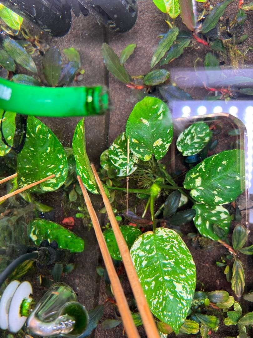 アヌビアスナナ　斑入りキング Anubias Variegated King