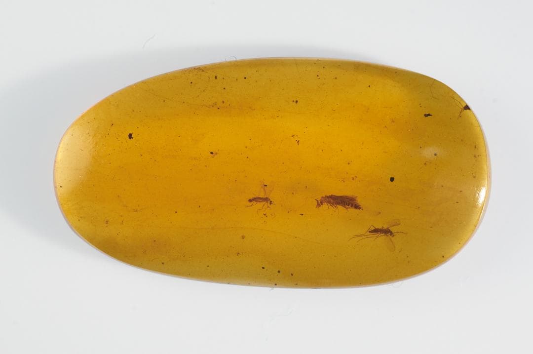 レア極上品 PA0074虫入り琥珀化石　ミャンマーカムティかタナイ9900万年前