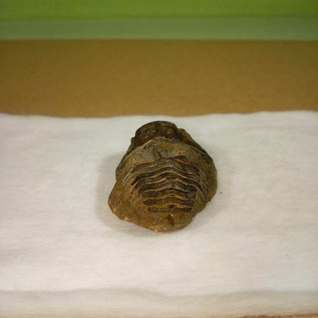 三葉虫　化石　fossil　ボリビア産　レア　Fossil判別⑨