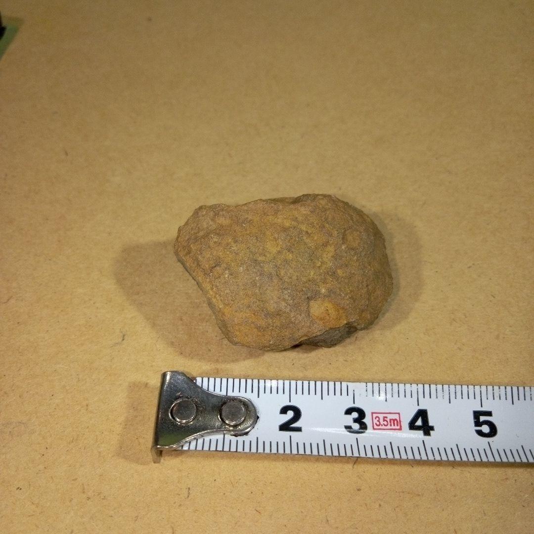 三葉虫　化石　fossil　ボリビア産　レア　Fossil判別⑨