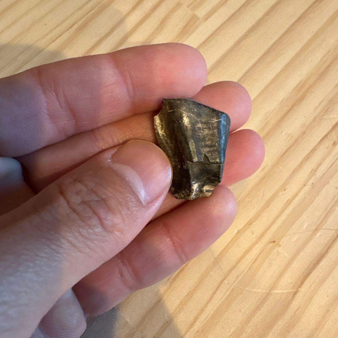 お買い得　オウラノサウルスの歯　化石　ニジェール