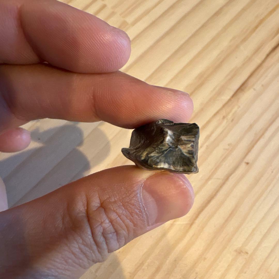 お買い得　オウラノサウルスの歯　化石　ニジェール