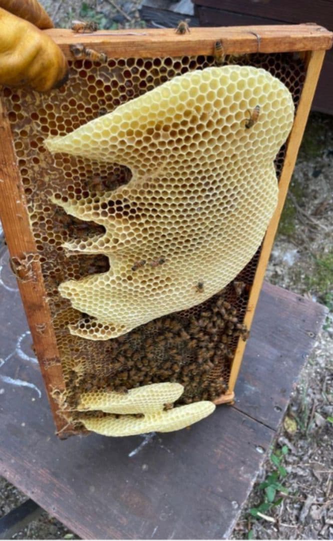 国産天然蜜蝋　ミツロウ　2KG 扱いやすいビーズ型