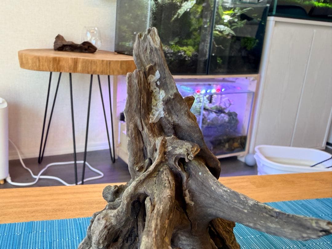 60cmスリム水槽 他16点セット