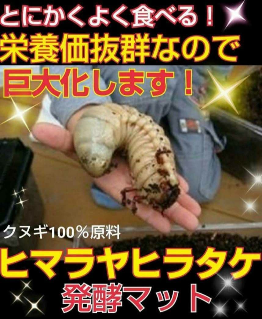 デカクなりすぎ注意！80リットル☆ヒマラヤひらたけ発酵カブトムシマット栄養価抜群