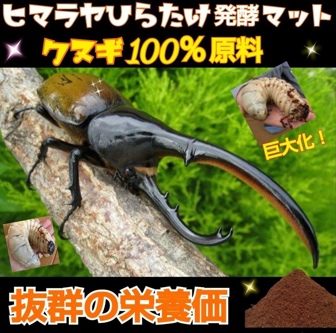 デカクなりすぎ注意！80リットル☆ヒマラヤひらたけ発酵カブトムシマット栄養価抜群