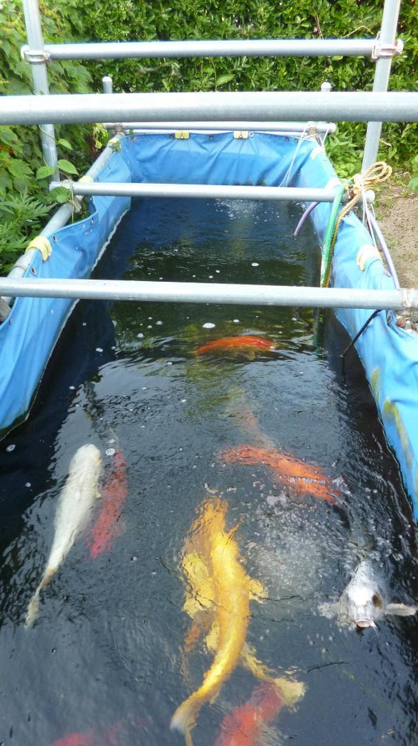 【引取限定】錦鯉用ターポリンシート池（330cm×100cm×120cm 中古）